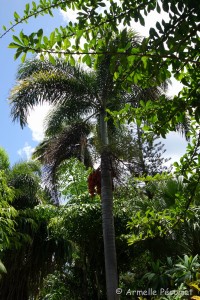 Guadeloupe Août 2015-02826        